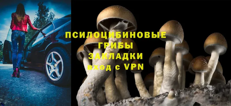 Псилоцибиновые грибы Cubensis  цены наркотик  Камышлов 